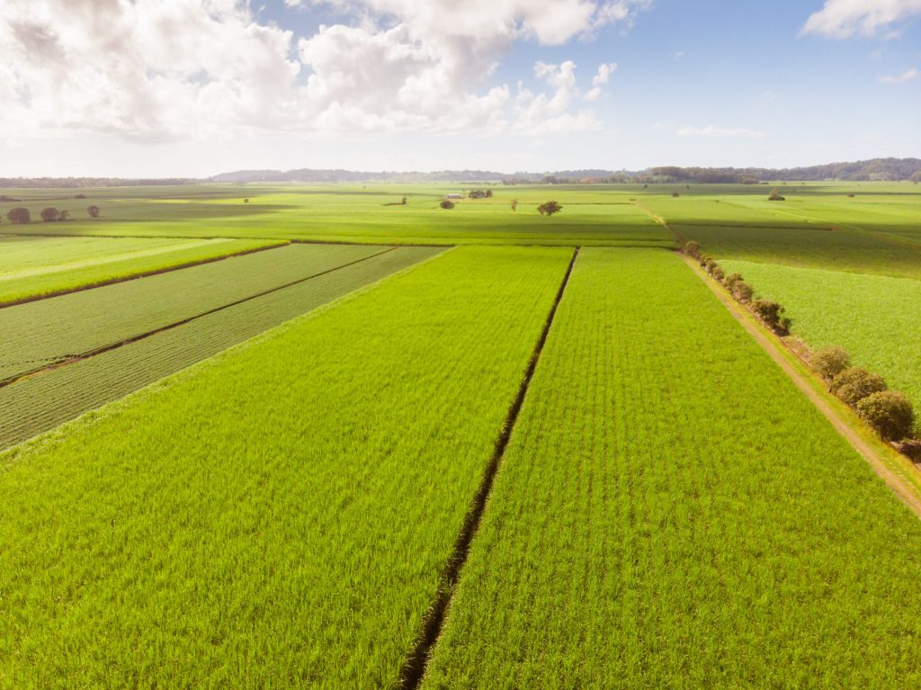 Sugarcane Murwillumbah